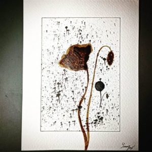 Coquelicot traversant